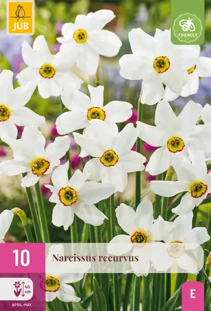 Jub Narcissen recurvus 10st