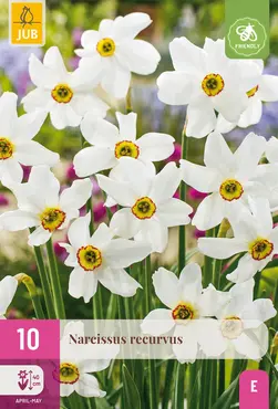 Jub Narcissen recurvus 10st