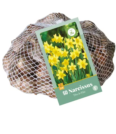 Jub Narcissus tete-a-tete 50st