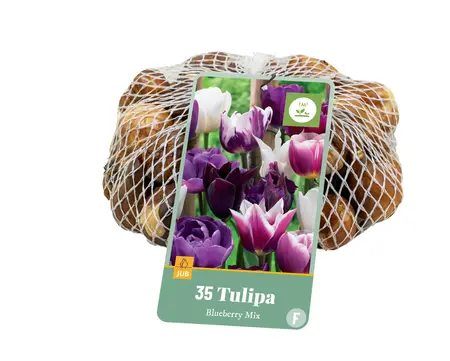 Jub Tulipa blueberry mix 35st
