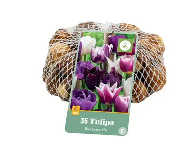 Jub Tulipa blueberry mix 35st