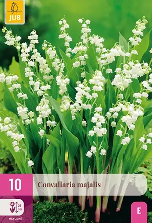JUB x10 Convallaria Majalis