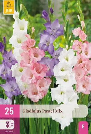 JUB x25 Gladiolus Pastel Mix