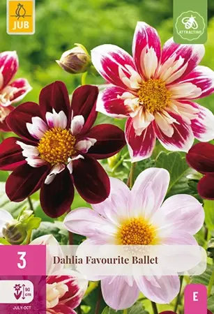 JUB x3 Dahlia Favourite Ballet