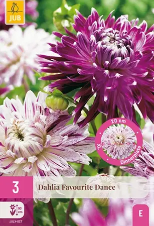 JUB X3 Dahlia Favourite Dance