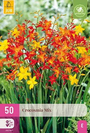 JUB x50 Crocosmia Mix