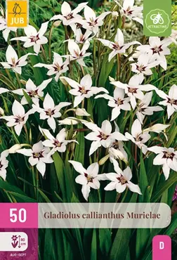 JUB x50 Gladiolus Callianthus