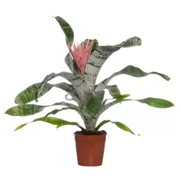 Kamerplant Aechmea Fasciata Primera ''Kokerbromelia''