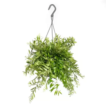 Kamerplant Aeschynanthus Japhrolepis ''Lipstickplant''