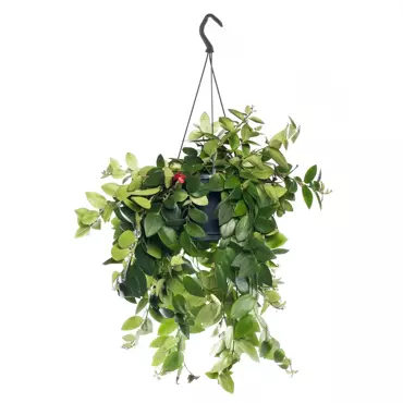 Kamerplant Aeschynanthus Monalisa ''Lipstickplant''