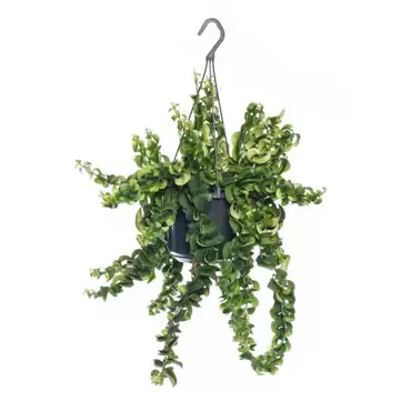 Kamerplant Aeschynanthus Rasta "Lipstickplant"