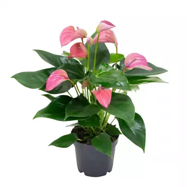 Kamerplant Anthurium Pink "Flamingo plant"