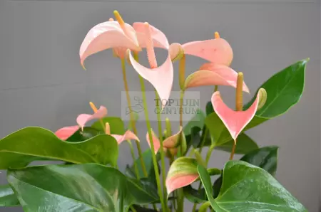 Kamerplant Anthurium Red  "Flamingo plant" - afbeelding 3