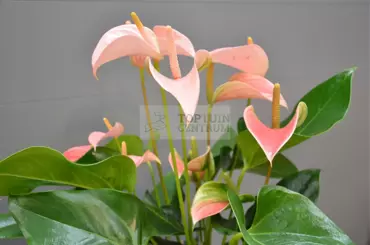 Kamerplant Anthurium Red  "Flamingo plant" - afbeelding 3