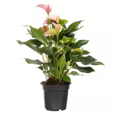 Kamerplant Anthurium Red "Flamingo plant"