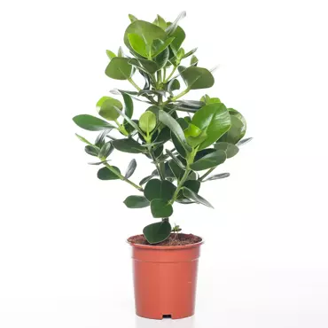 Kamerplant Clusia Rosea Princess