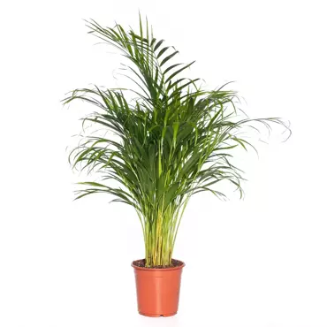 Kamerplant Dypsis Lutescens "Areca palm"