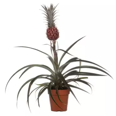 Kamerplant Eucomis Mi Amigo "Ananasplant"