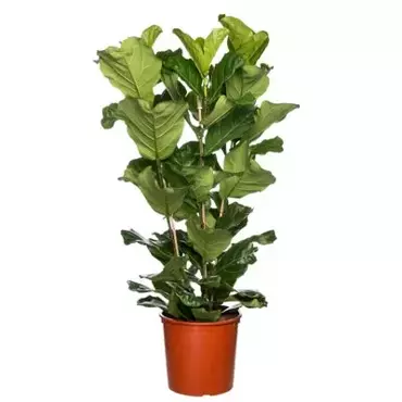 Kamerplant Ficus Lyrata 3 toef 'Tabaksplant