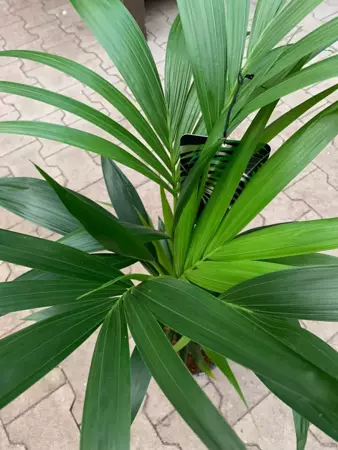 Kamerplant Howea forsteriana "Kentiapalm" - afbeelding 3