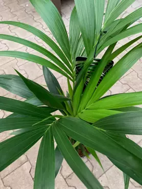 Kamerplant Howea forsteriana "Kentiapalm" - afbeelding 3