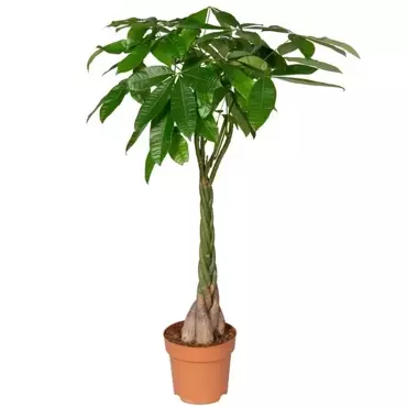 Kamerplant Pachira "Geldboom"