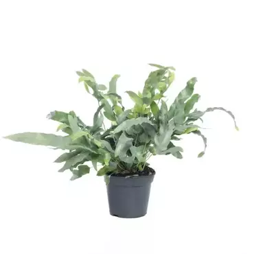 Kamerplant Phlebodium Aureum Blue Star "Blauw Varen"