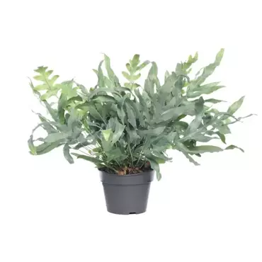 Kamerplant Phlebodium Aureum Blue Star "Blauw varen"