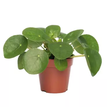 Kamerplant Pilea Peperomioides "Pannenkoekenplant"