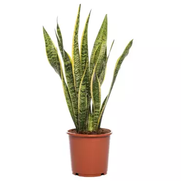 Kamerplant Sansevieria trifa Laurentii