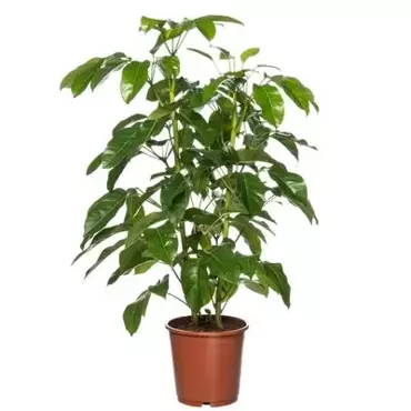 Kamerplant Schefflera Amate