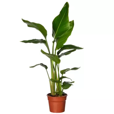 Kamerplant Strelitzia Nicolai "Paradijsvogelplant"