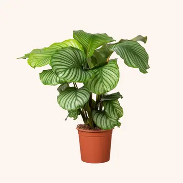 Kamerplanten met grote bladeren