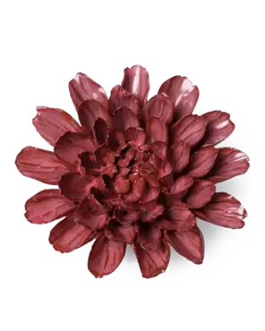 Keramiek Wandbloem Blush Pink Star Dahlia