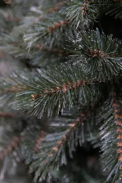 Kerstboom forest frosted d86 x h155cm newgrowth blue - afbeelding 2