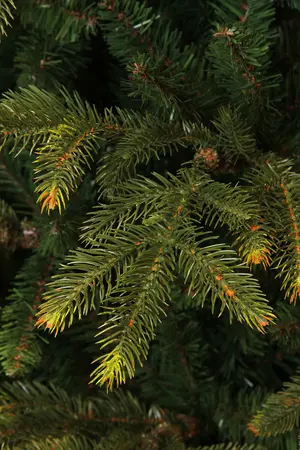 Kerstboom frasier d161 x h260cm groen - afbeelding 2