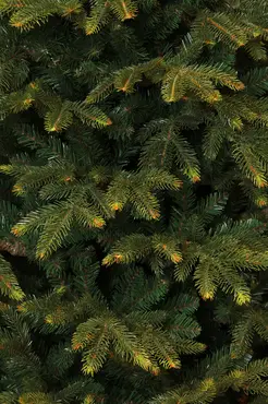 Kerstboom frasier d161 x h260cm groen - afbeelding 3