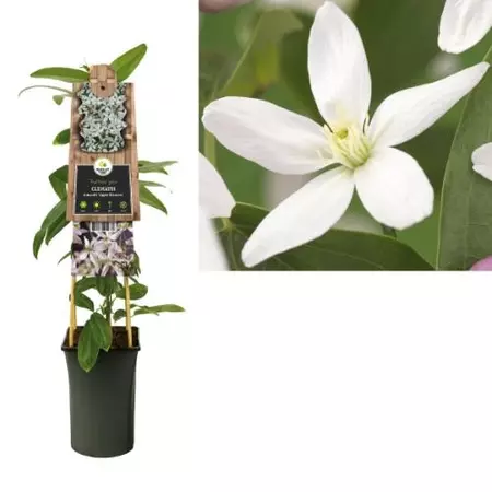 Klimplant Clematis Armandii Apple Blossom - Roze Bosrank