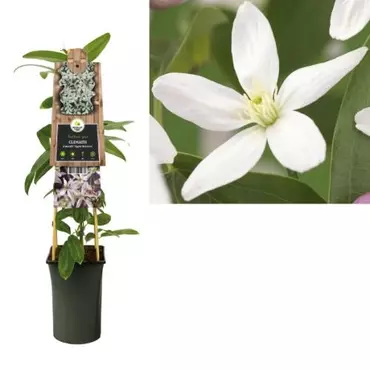 Klimplant Clematis Armandii Apple Blossom - Roze Bosrank