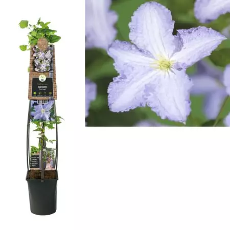 Klimplant Clematis Blue Angel - Lichtblauwe Bosrank 120cm