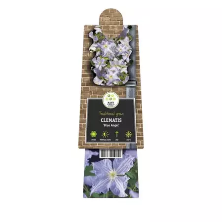 Klimplant Clematis Blue Angel 120cm