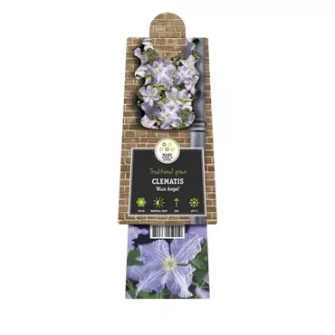 Klimplant Clematis Blue Angel 120cm