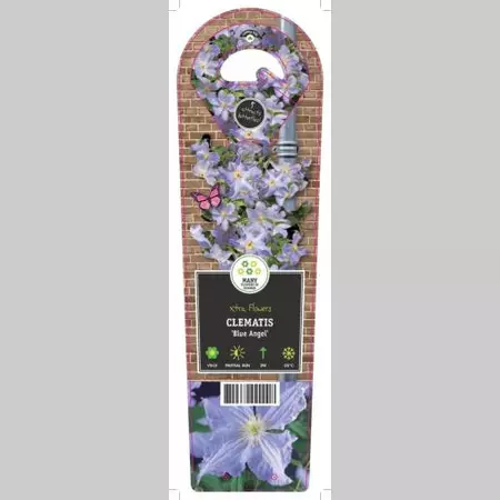 Klimplant Clematis Blue Angel