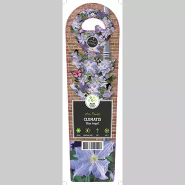 Klimplant Clematis Blue Angel