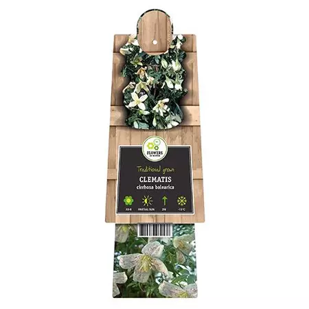 Klimplant Clematis Cirrhosa Balearica
