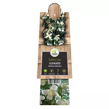 Klimplant Clematis Cirrhosa Balearica