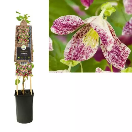 Klimplant Clematis Cirrhosa Freckles - Paarse Bosrank
