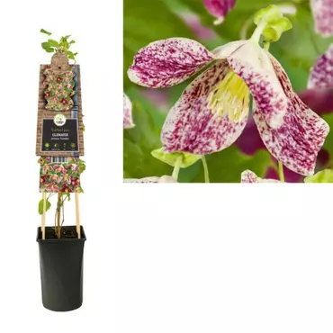 Klimplant Clematis Cirrhosa Freckles - Paarse Bosrank