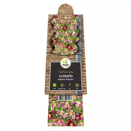 Klimplant Clematis Cirrhosa Freckles