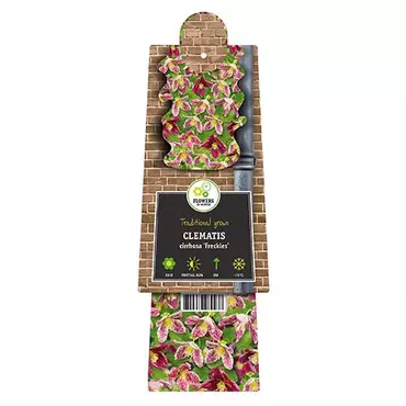 Klimplant Clematis Cirrhosa Freckles